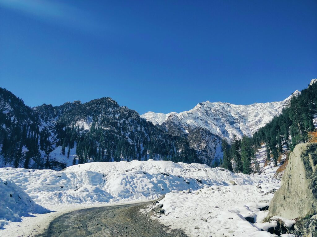 Snow-capped peaks seen from Manali with pine trees